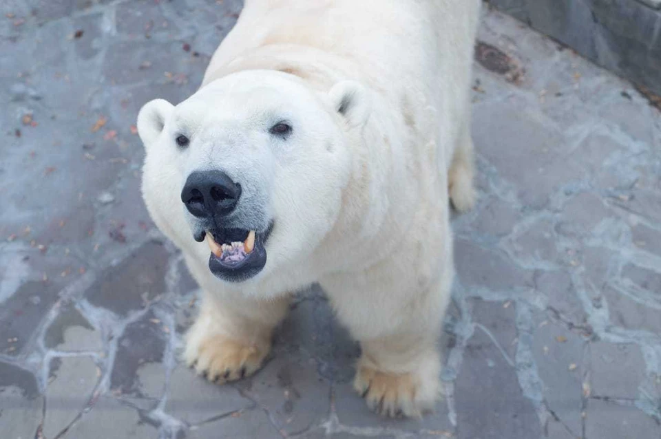 Белый медведь Айон из Ижевска снова стал папой Фото: vk.com/rostzoo