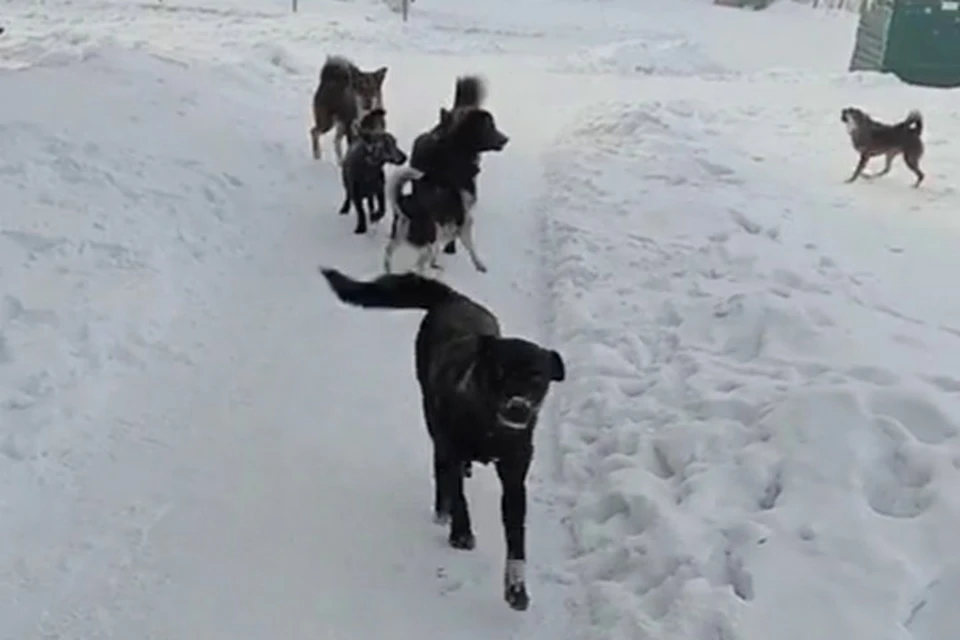 Нападение стаей. Стая собак зимой. В Лянторе собаки нападают. Свора собак нападает на ребенка.