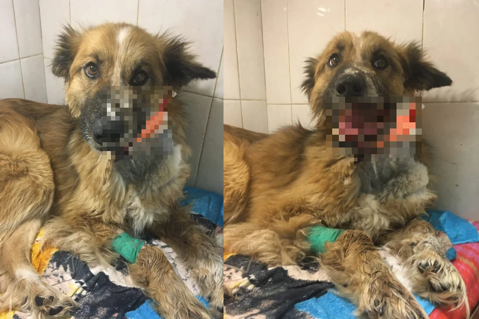 Новосибирские ветеринары распечатают пострадавшему псу челюсть. Фото: предоставлено волонтерами группы «Сохрани жизнь»