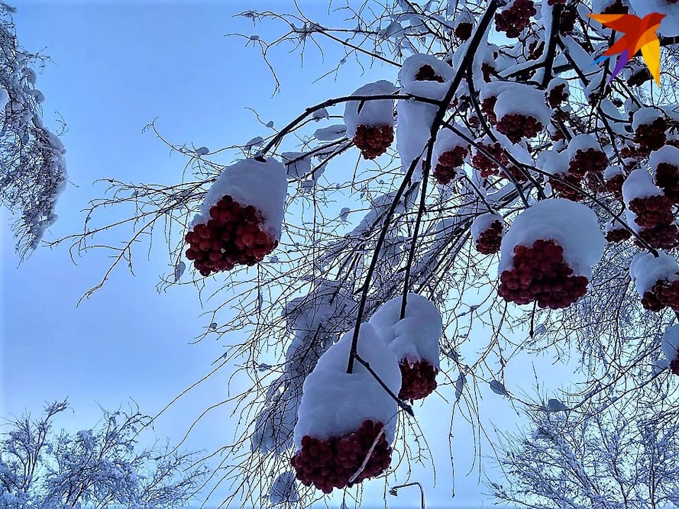 Все живое накрыло морозом. Картинки Элиста в снегу.