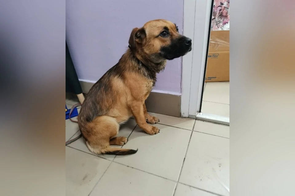 Новокузнецкие волонтеры спасли собаку с вросшим ошейником от смерти. ФОТО: приют "Шанс на жизнь"