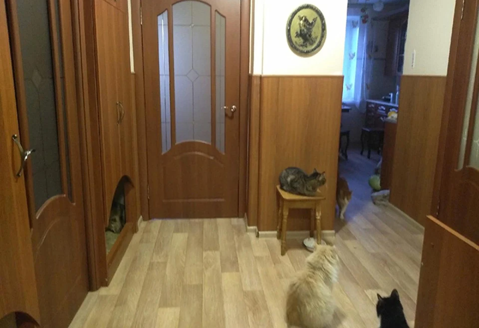 Из-за тяжелой болезни пенсионерки 60 кошек в Нижнем Новгороде оказались на грани гибели.