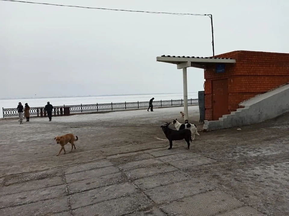 Бродячие собаки в Саратове