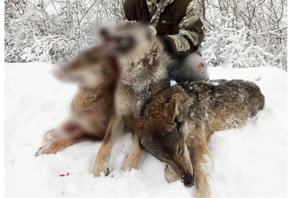 Притча Охотник и волк (Ахмед Шамилов) / donttk.ru