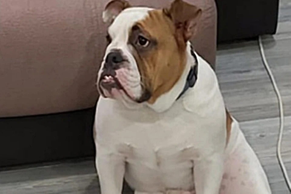 Фото: facebook.com/bulldogka