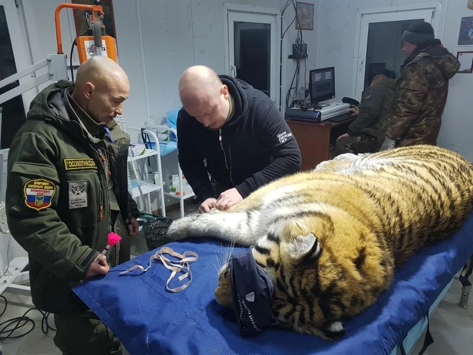 Тигрицу обездвижили, чтобы поместить в транспортировочную клетку. Фото: сайт Центра "Амурский тигр"