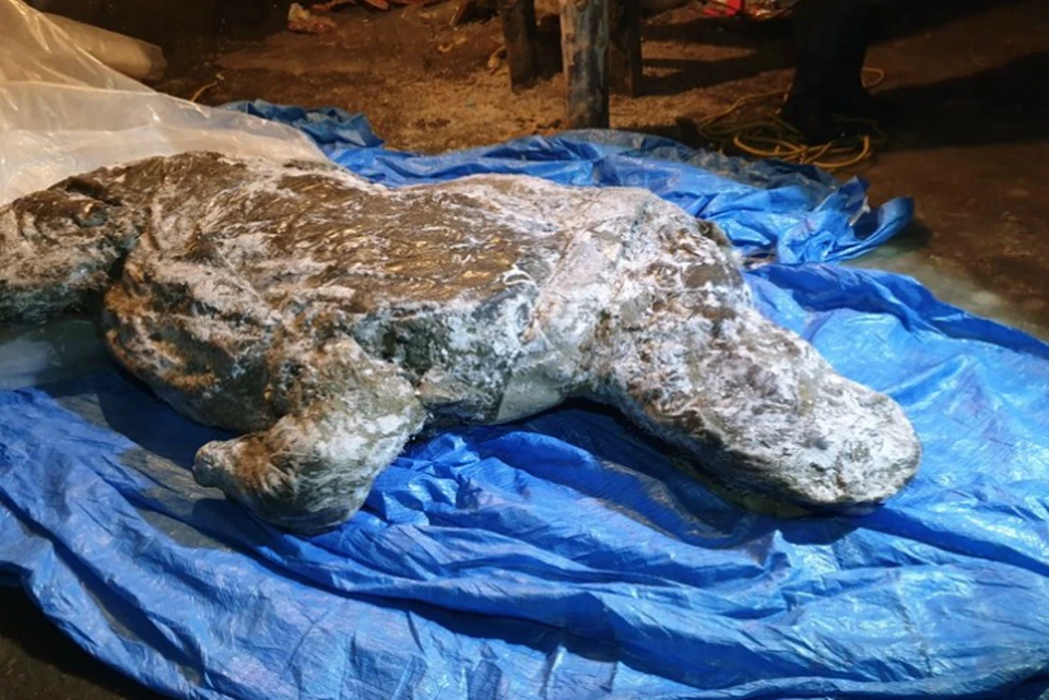 В Якутии презентуют тушу вымершего шерстистого носорога ФОТО: минобр Якутии