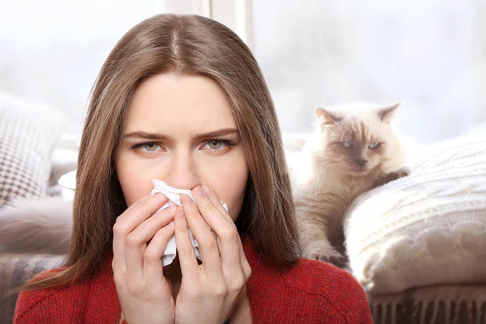 Российские ученые работают над созданием вакцины, которая сможет избавить людей от аллергии на кошек.