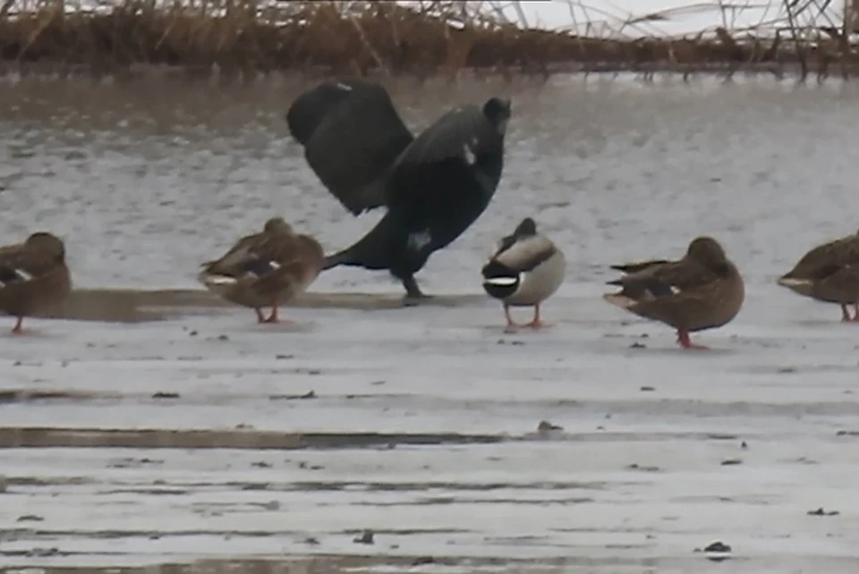 Баклан облюбовал себе место на прудах в поселке Крупской в Твери Фото: facebook.com/groups/birdnewstver/Дмитрий Кошелев
