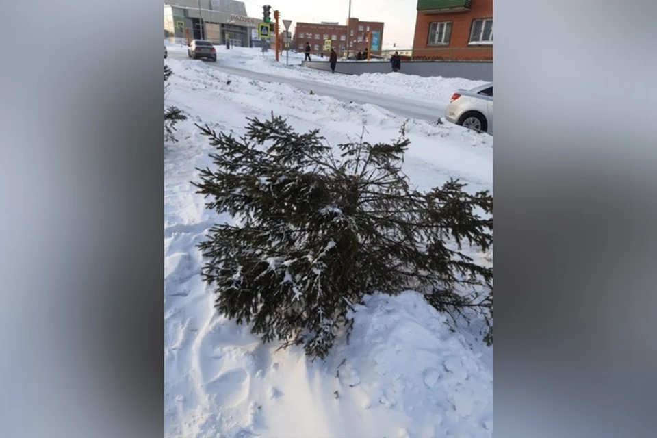 Кузбассовцу грозит два года за спиленную ель в центре города. ФОТО: пресс-служба ГУ МВД России по Кемеровской области.