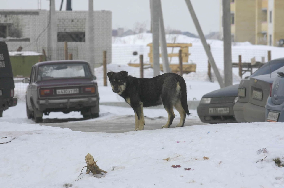 Жалобы на бездомных собак поступают из разных городов и районов области