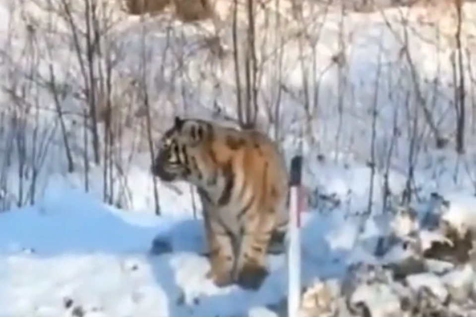 Пользователи сети в восторге от видео с дикими кошками.