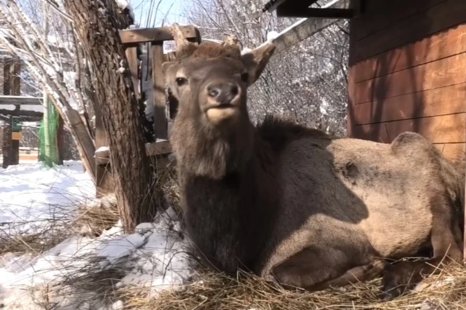 В иркутском зоосаде записали на видео крик марала, недовольного посетителями .