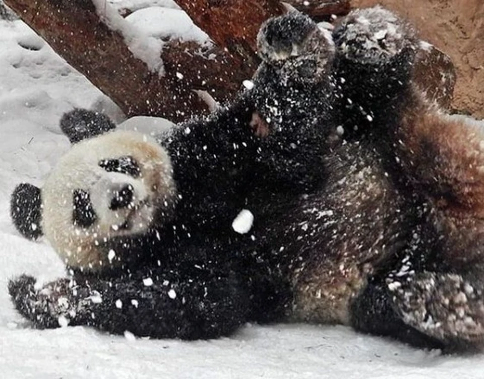 Видео, как панда Жуи рисует валентинку, опубликовал Московский зоопарк