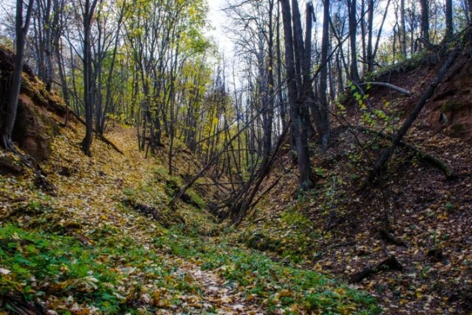 Останки членов экипажа нашли в лесу