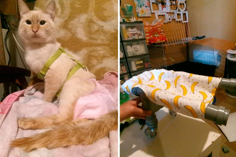 Для кота Банана волонтеры соорудили инвалидную воляску