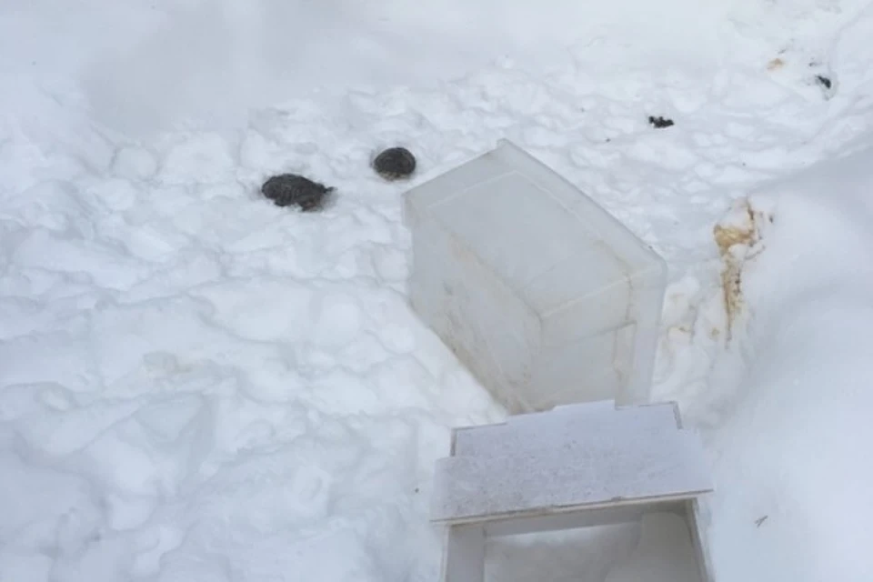 Фото: паблик "Происшествия Ноябрьск". Коробка с черепахами.