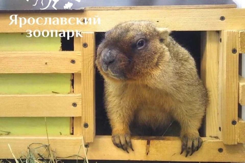 Сурок выспался и готов к общение с посетителями. ФОТО: Ярославский зоопарк