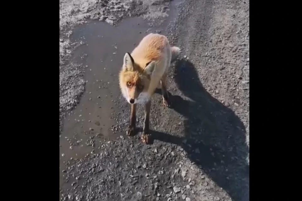 Скорее всего, видео сделаны на дороге Кола-Серебрянские ГЭС. Фото: скрин