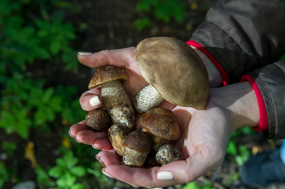 Ленобласть вошла в число лидеров по выращиванию грибов в стране