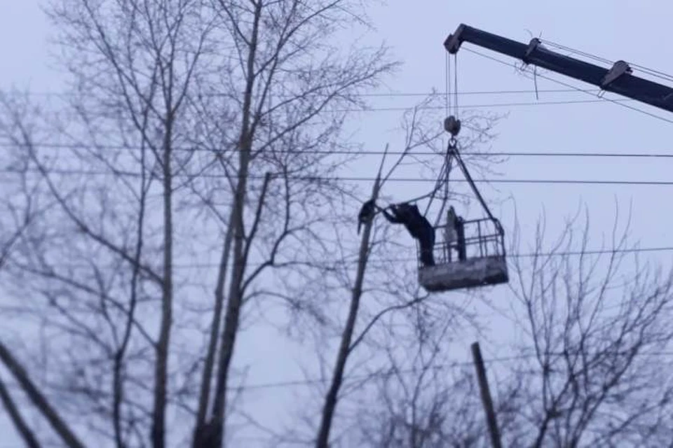 Ради Барсика кузбасские полицейские забрались на дерево. ФОТО: пресс-служба ГУ МВД России по Кемеровской области