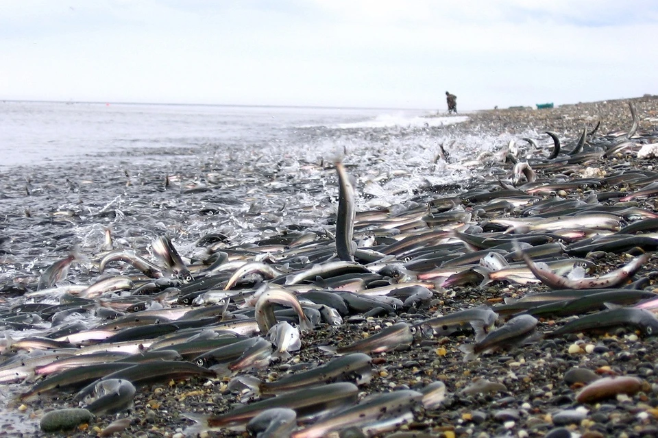 Очистилось ото льда и побережье Томаринского района – еще одно популярное место массовой ловли уйка