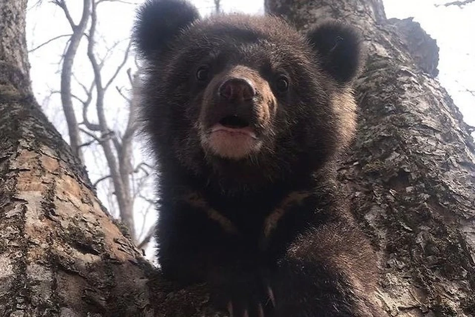 Увы, медвежата часто становятся питомцами центра по реабилитации животных. Фото: instagram.com/sibiriantiger_center