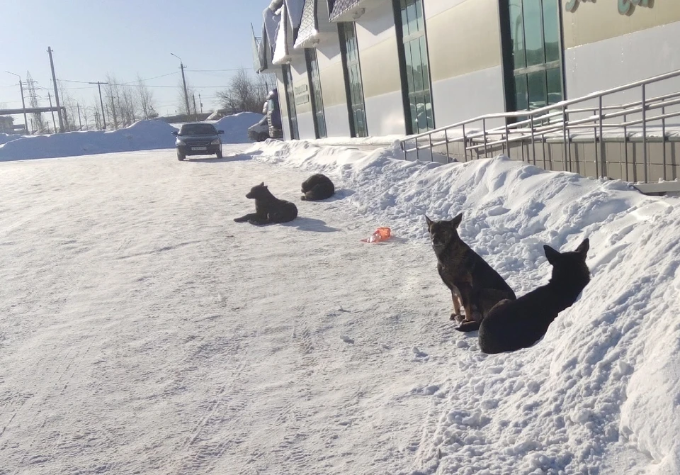 Бродячих собак стало меньше, но они продолжают кучковаться в районе баз. Фото: подписчицы "Комсомольской правды"