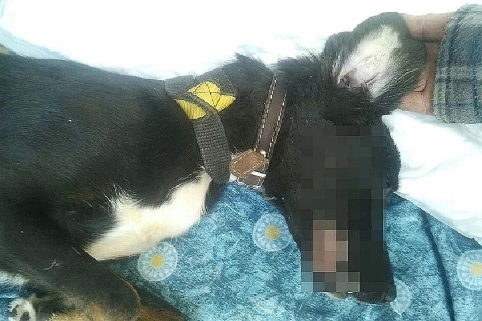 Вышестоящий суд не вернул в колонию убийцу собаки Шанти. Фото: соцсети.
