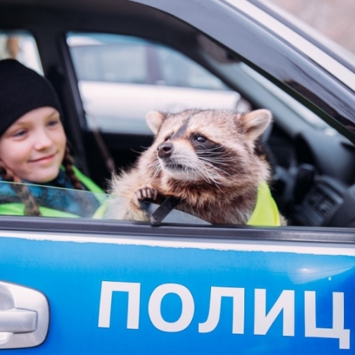 Знаменитый енот Тема из Кемерова оказался в полицейской машине - KP.RU