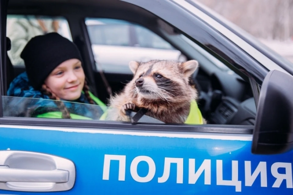 Знаменитый енот Тема из Кемерова оказался в полицейской машине. ФОТО: пресс-служба ГУ МВД России по Кемеровской области.
