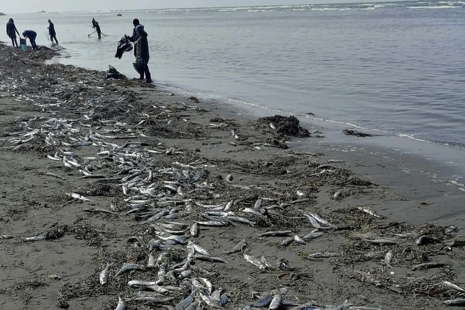Усыпанный берег рыбой свидетельствует о восстановлении популяции