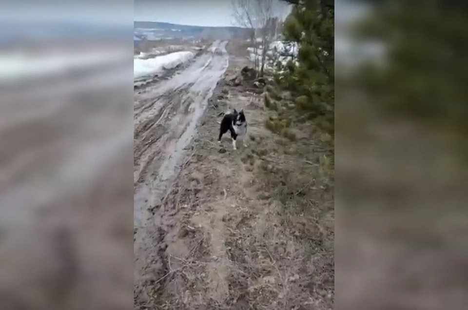 Еще одна собака, возможно принадлежащая этому же хозяину, громко лаяла возле мертвых псов Фото: скриншот с видео