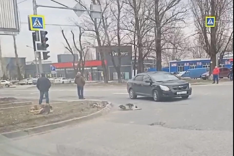 В Ростове собаки мешают движению автомобилей. Фото: "Ростов Главный"