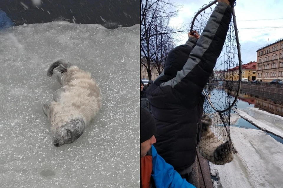 Спасателям удалось поймать юркого истощенного тюлененка, попавшего в центр Петербурга. Фото: vk.com/koshkispas