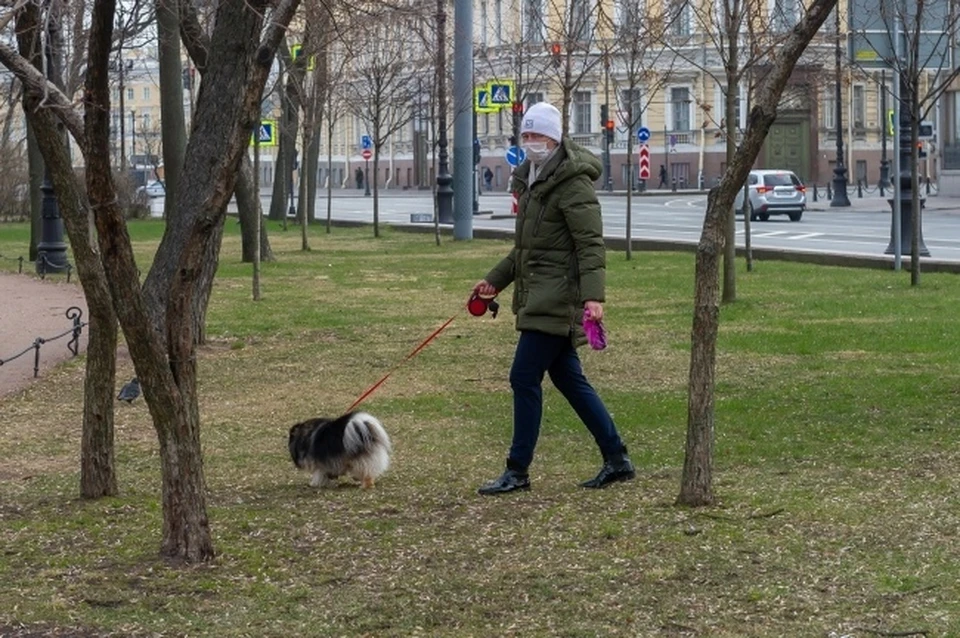 Пропусти собака. Королева выгуливает собак. Выгул собак СПБ. В Питере о выгуле собак. Выгуливает собаку в Питере.