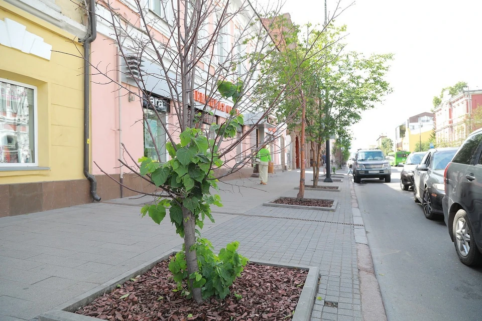 В Красноярске планируют высадить 2,5 тысячи крупномерных деревьев