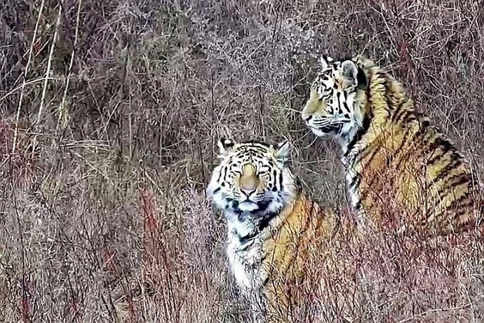 Тигр Павлик был изъят из дикой природы вместе со своей сестрой Еленой. Автор фото: МРОО "Центр "Тигр"