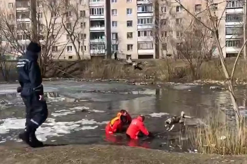 Собака была сильно напугана. Фото: скриншот видео