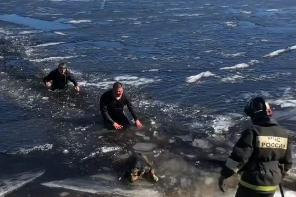 Собак спасли неравнодушные прохожие. Фото: скрин видео