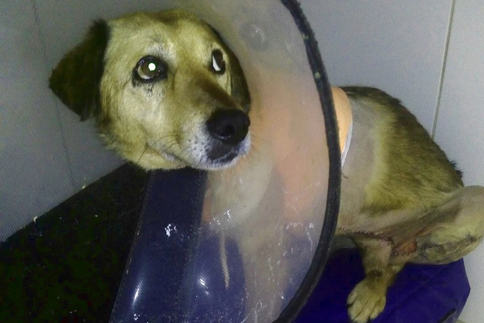 Пес перенес несколько операций и проходит реабилитацию в клинике. Фото: Алена Толкачева/facebook