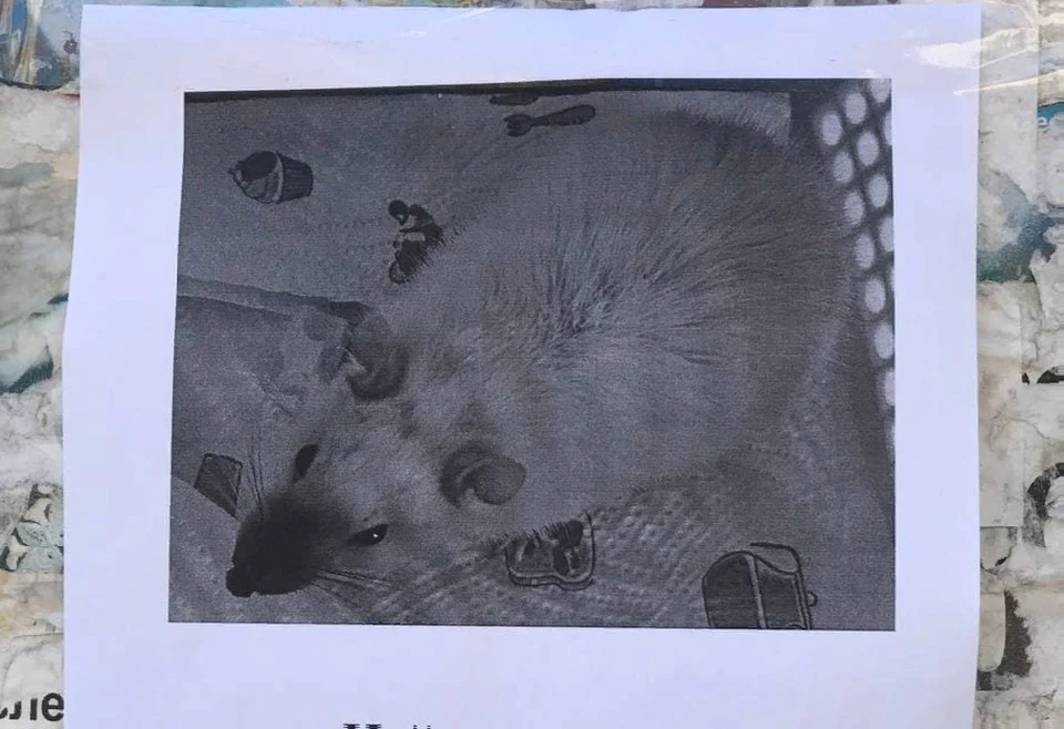 «Потеряшке» ищут дом