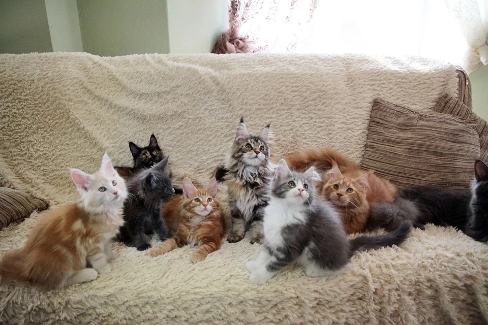 Ветеринар объяснила странные привычки кошек