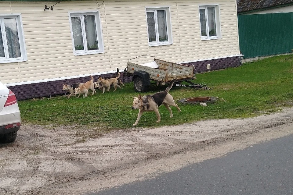 В брянском Карачеве стая бродячих псов разорвала собаку. Фото: "Город Карачев", vk.com.