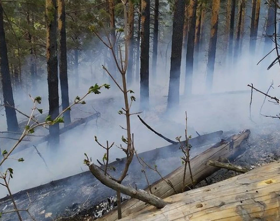 Пожар в лесу Хвалынского района