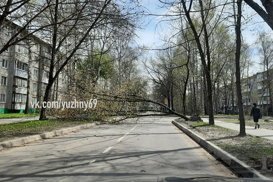 В "Южном" упавшее дерево перекрыло проезд Фото: vk.com/yuzhny69