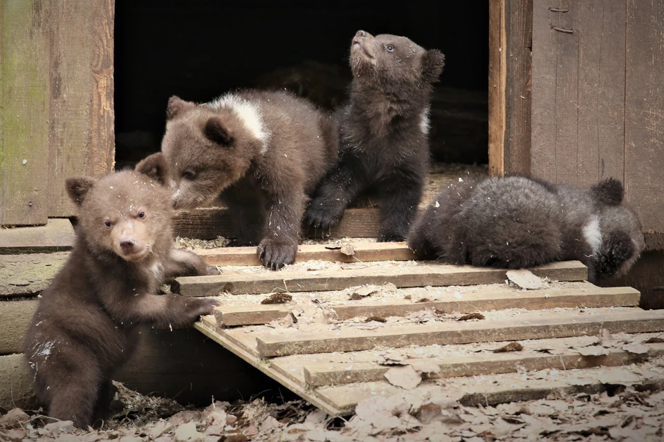 Мишки на прогулке в лесу. Фото: кадр с видео: orphan-bear.org