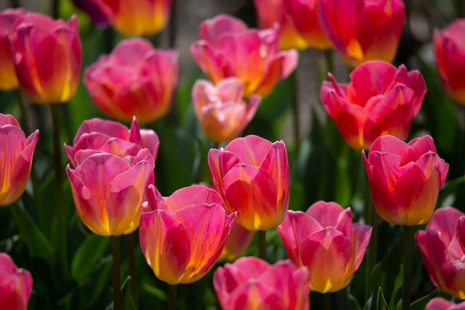 Восхитительные весенние цветы. Фото: Николай Ковтун/Никитский ботанический сад (НБС-ННЦ РАН)/VK