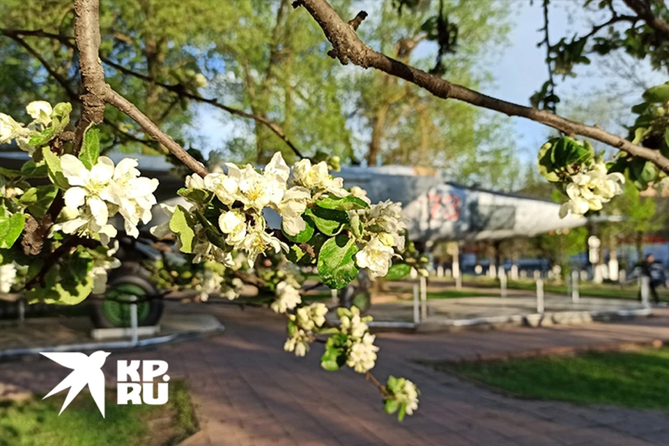 Яблони в парке Победы
