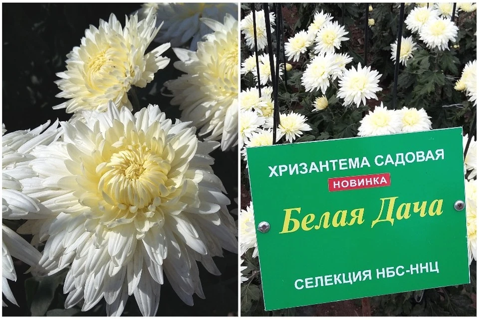«Белая дача» Фото: Никитский ботанический сад (НБС-ННЦ РАН)/VK